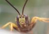 Ichneumon sp.